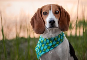 腊肠犬常见疾病，比较多不适合初养者