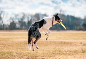腊肠犬常见疾病，比较多不适合初养者