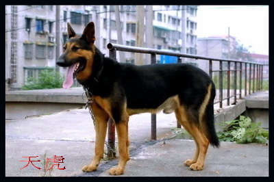 天虎