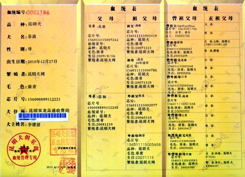 菲迪