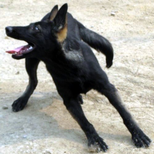 青武魅