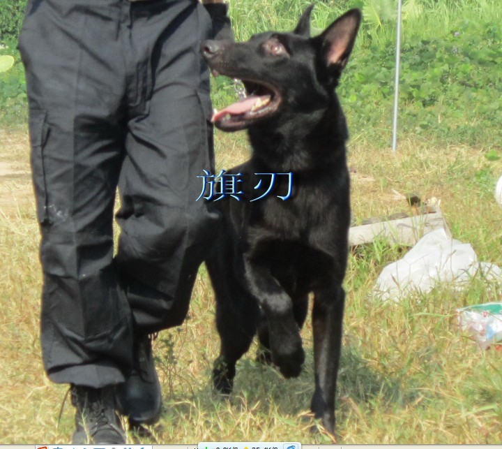 蕊国英