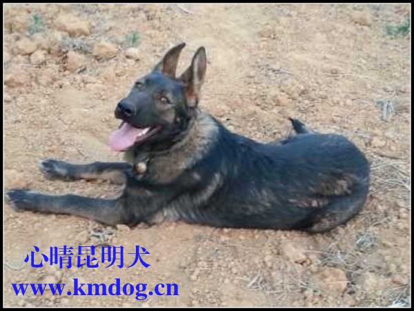 龙麒妃