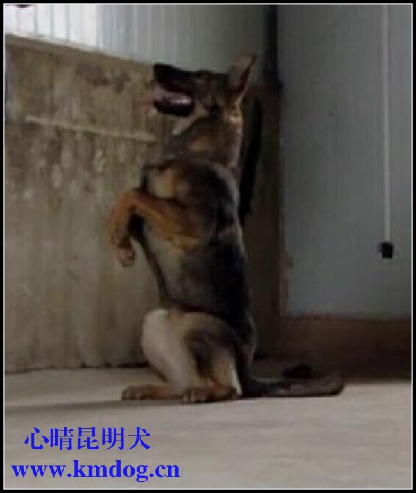 龙麒灰