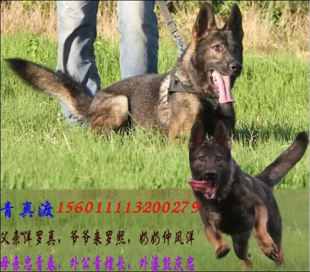 青真渡