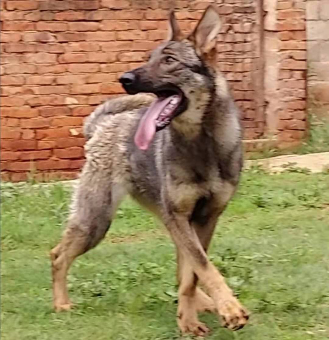 剑林