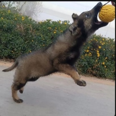 龙龙