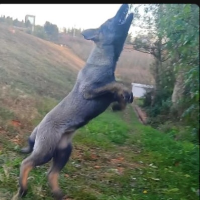 鑫飞燕