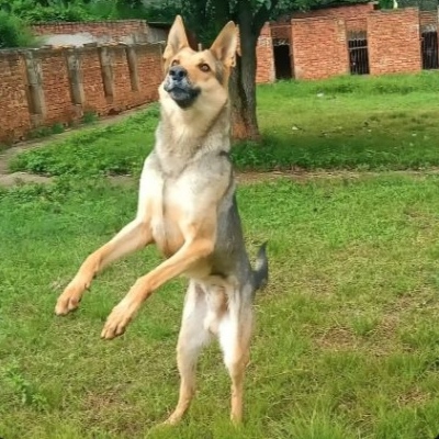 珈鹰